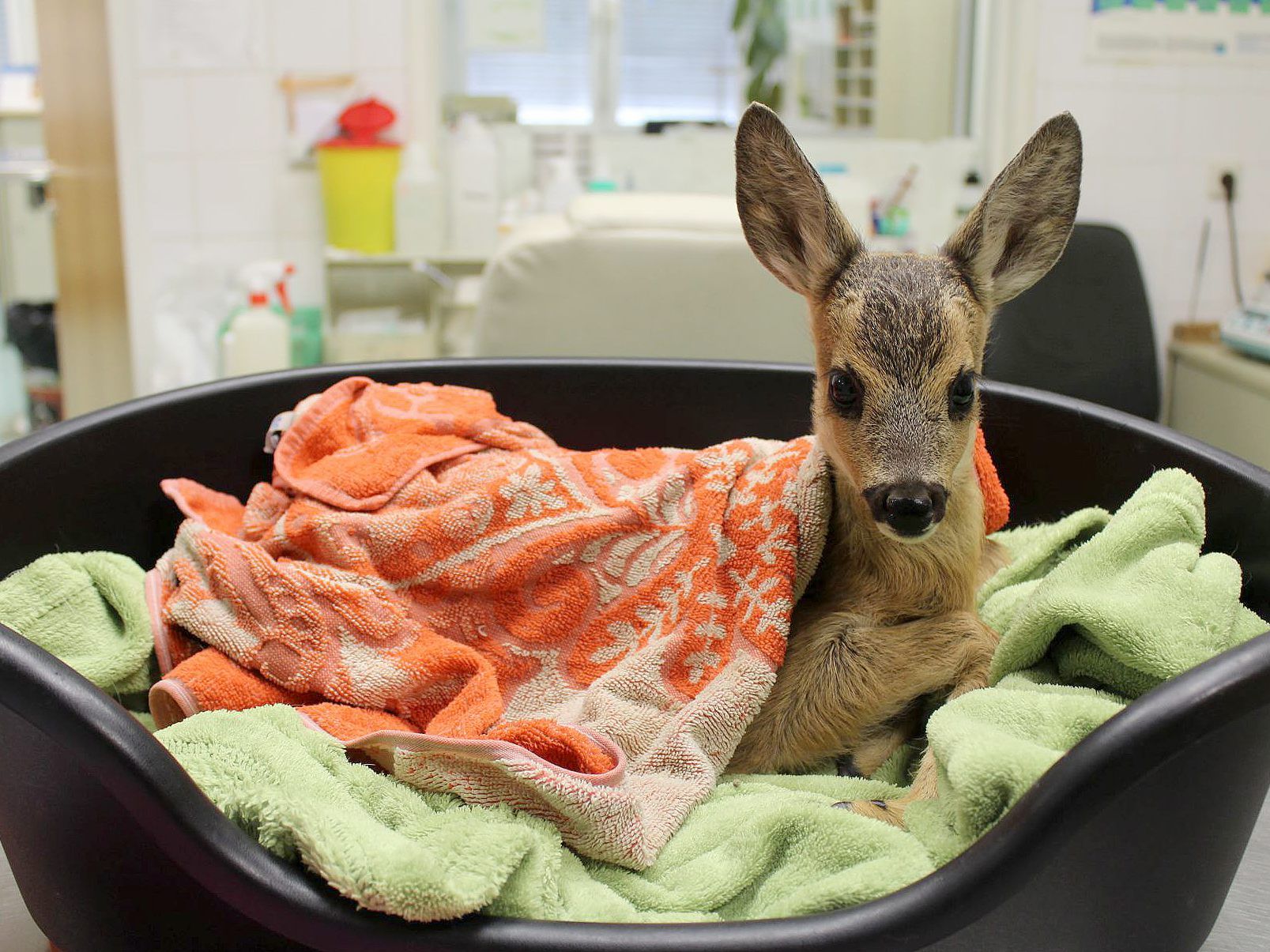 Das junge Reh war auf der Suche nach seiner toten Mutter. Das junge Reh war auf der Suche nach seiner toten Mutter.