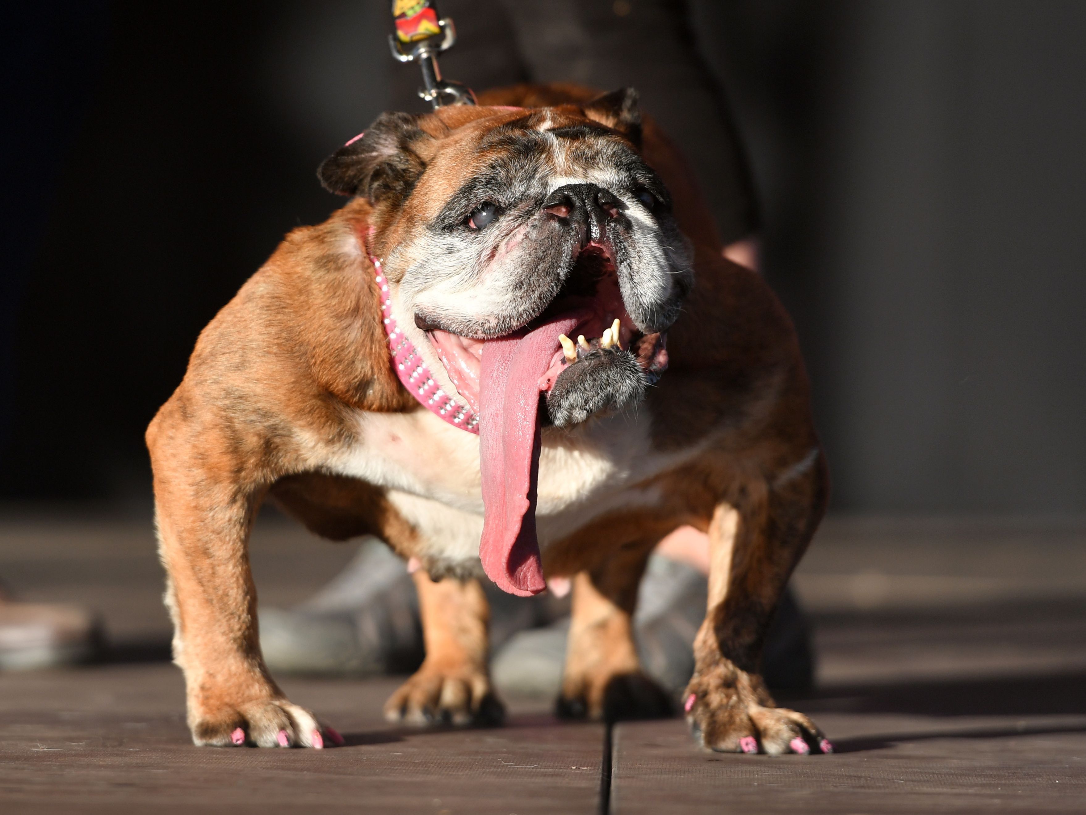 Zsa Zsa wurde zum "Hässlichsten Hund der Welt" gewählt. Zsa Zsa wurde zum "Hässlichsten Hund der Welt" gewählt.