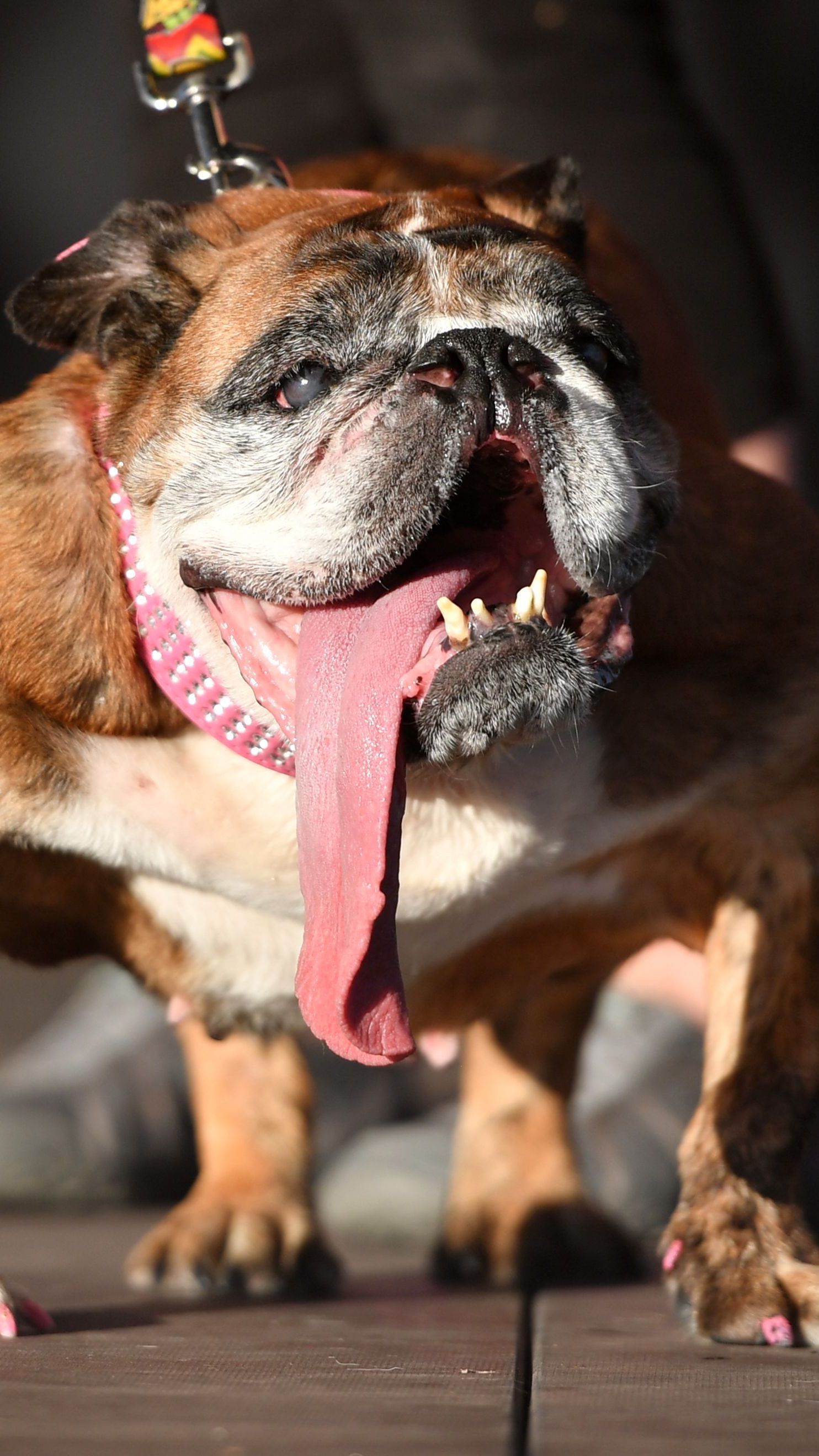 Zsa Zsa wurde zum "Hässlichsten Hund der Welt" gewählt.