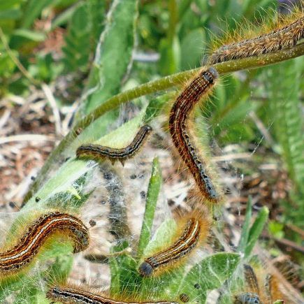 Nicht nur die Raupen der Eichenprozessionsspinner können Wiener Spaziergängern gefährlich werden.