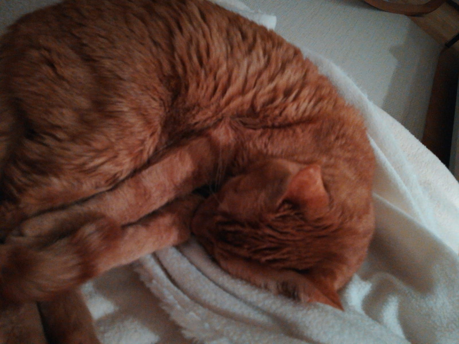 Kater in Nofels vermisst