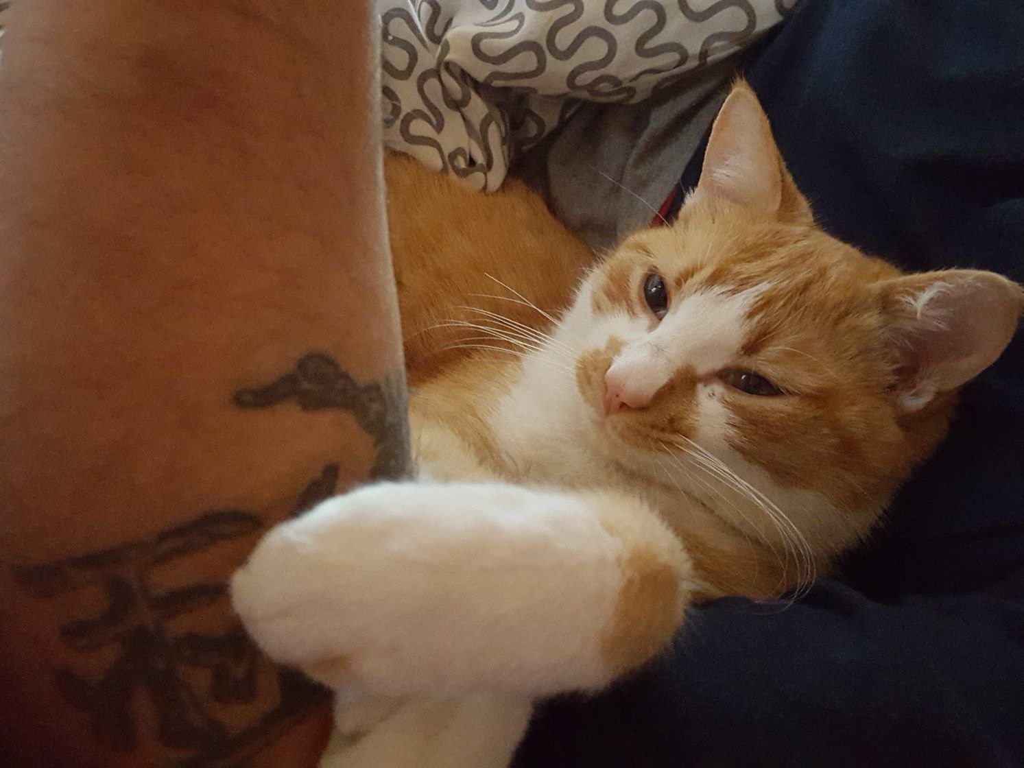 Simba wird schmerzlich vermisst