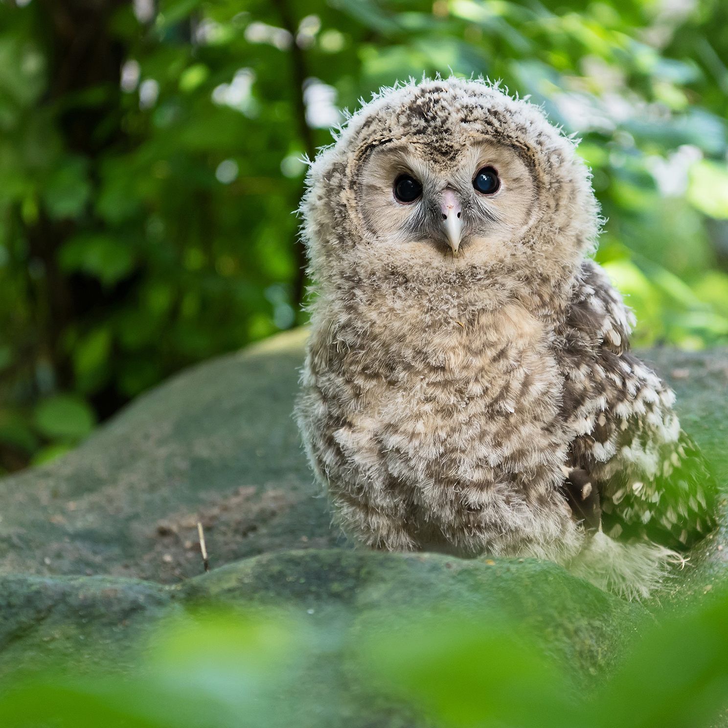 Die Habichtskäuze werden in Kürze im Lainzer Tiergarten in Wien in die freie Wildbahn entlassen.