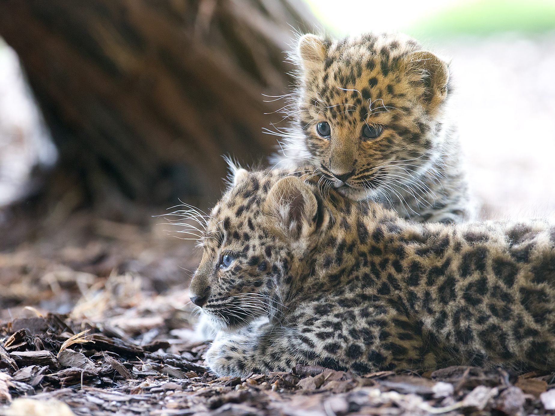 Die Leoparden-Zwillinge sind die neuen Stars im Wiener Tiergarten Schönbrunn.