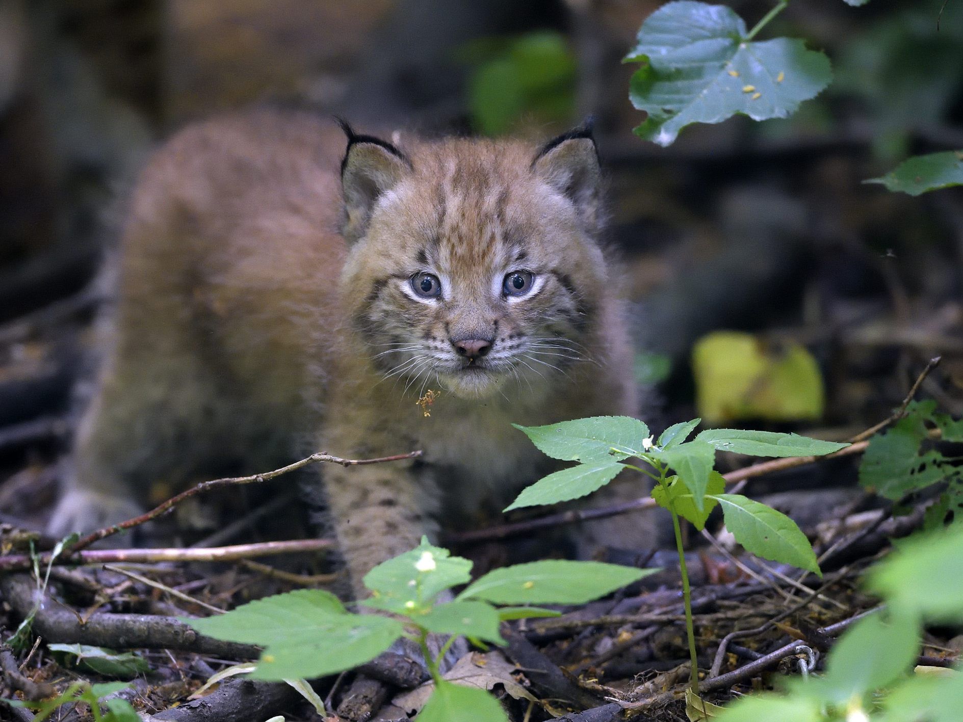 Die süßen Luchs-Zwillinge sind ab sofort im Tiergarten Schönbrunn zu sehen.