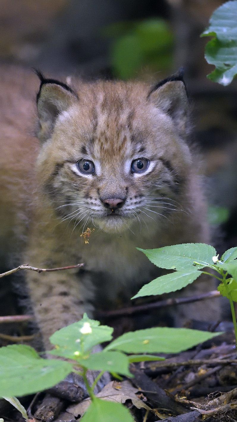 Die süßen Luchs-Zwillinge sind ab sofort im Tiergarten Schönbrunn zu sehen.