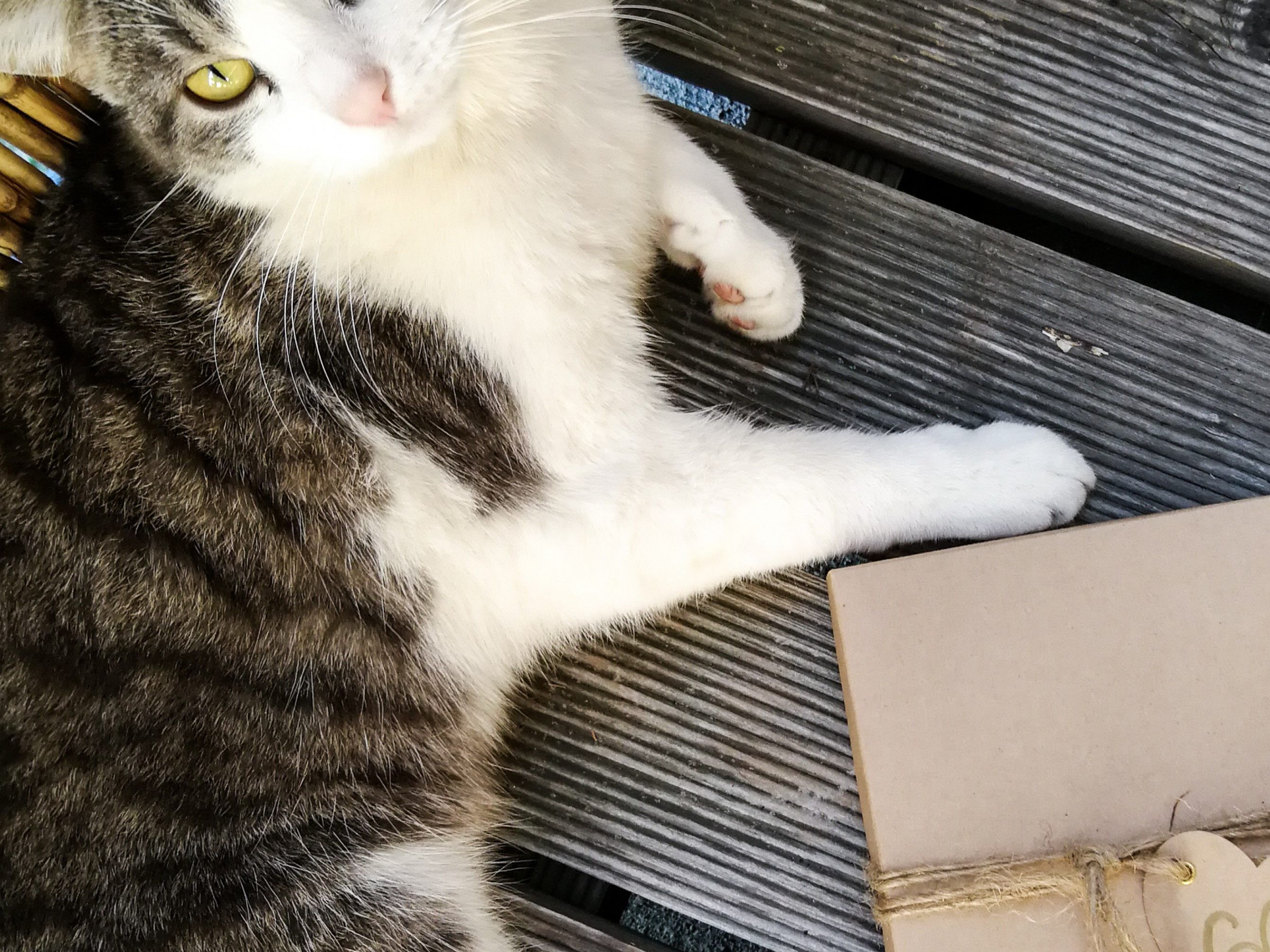 Louie