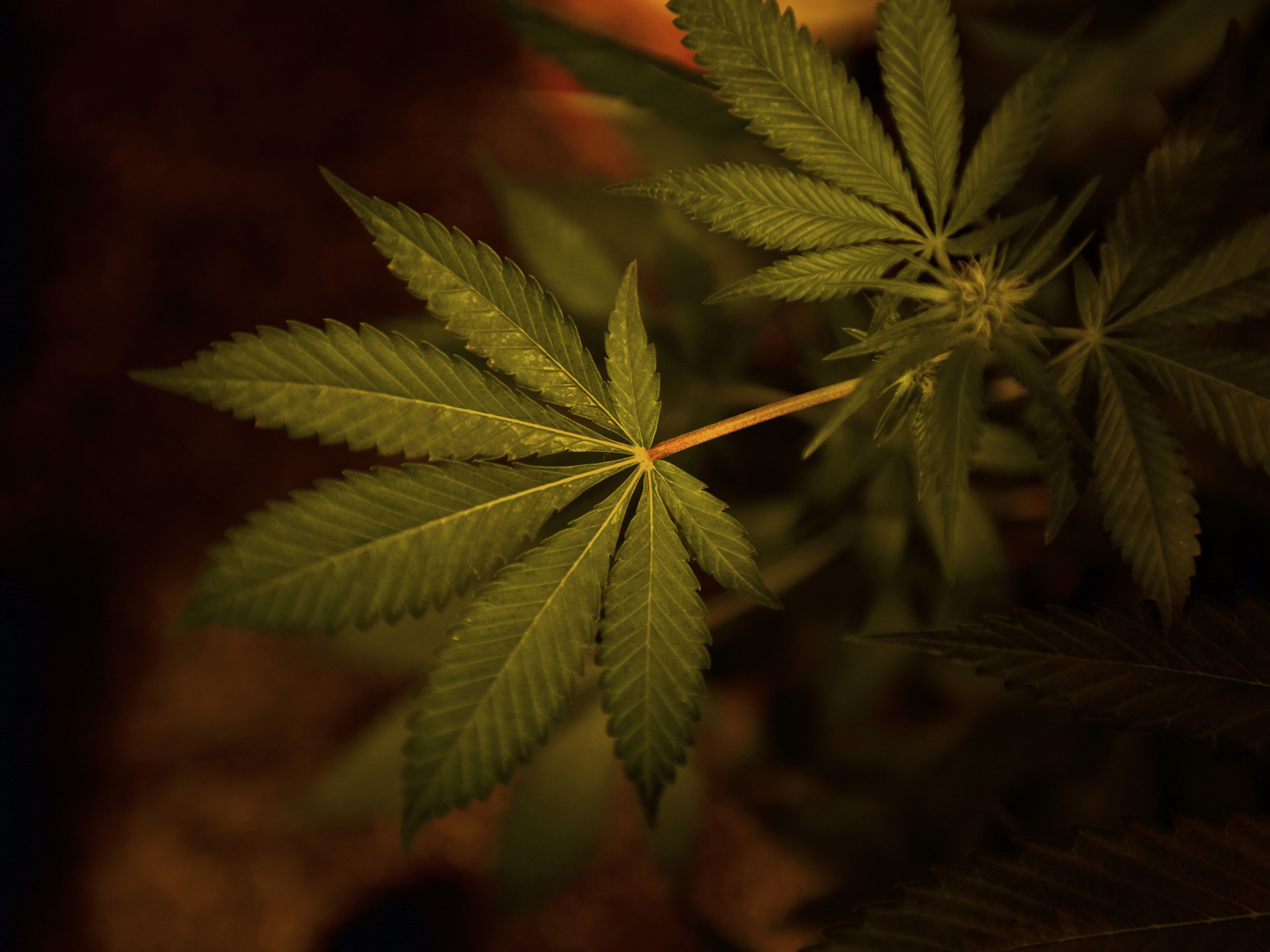 Die Polizei konnte Cannabis und Kokain sicherstellen. / Symbolbild