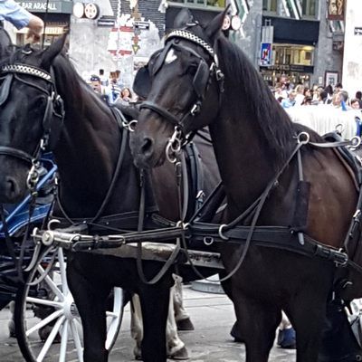 Die Frau machte ein Foto des unterernährten Fiakerpferdes.