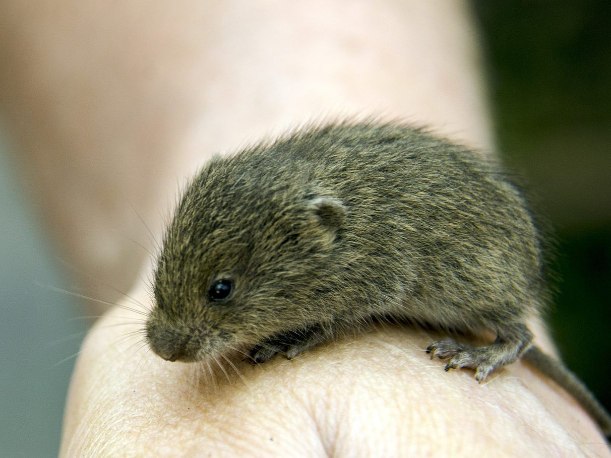 Die Maus steckte in einer Pooldüse fest. Die Maus steckte in einer Pooldüse fest.
