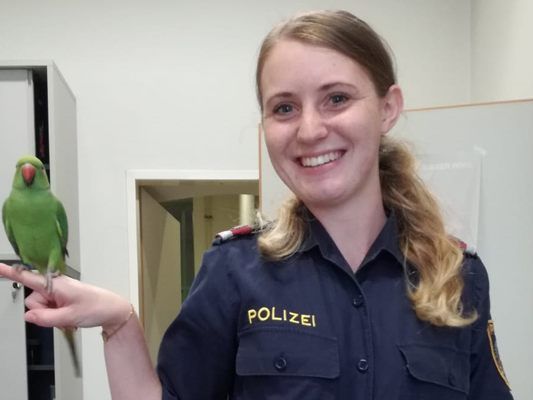 Der Papagei wurde von der Polizei versorgt und der Tierrettung übergeben. Der Papagei wurde von der Polizei versorgt und der Tierrettung übergeben.