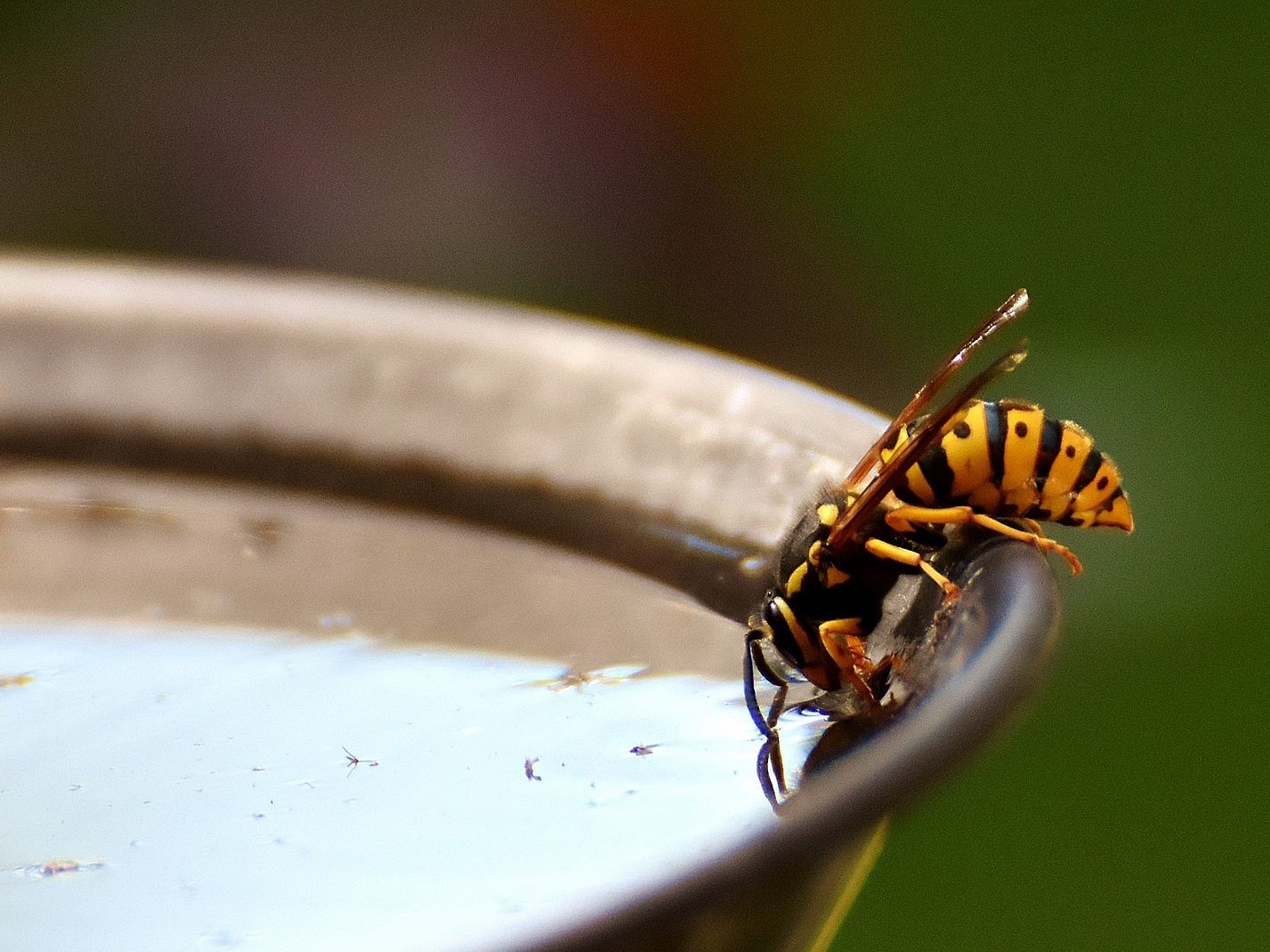 Erste Hilfe bei Insektenstichen.