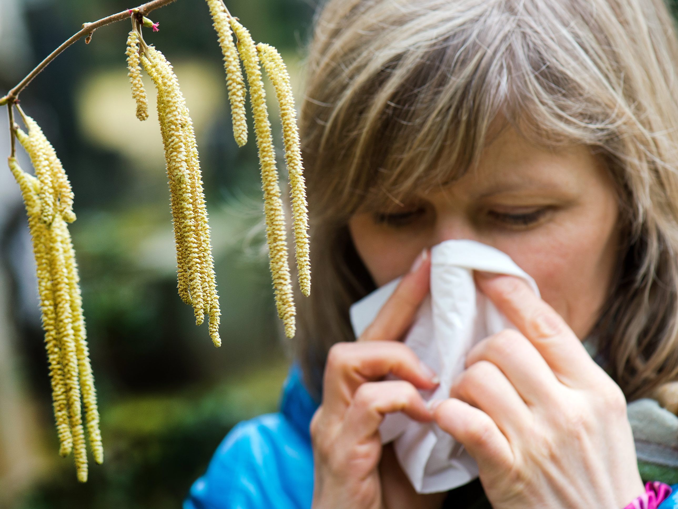 Durch die verschiedenen Belasteungen der Korbblütler, kann es bei Allergikern zu Kreuzreaktionen kommen.