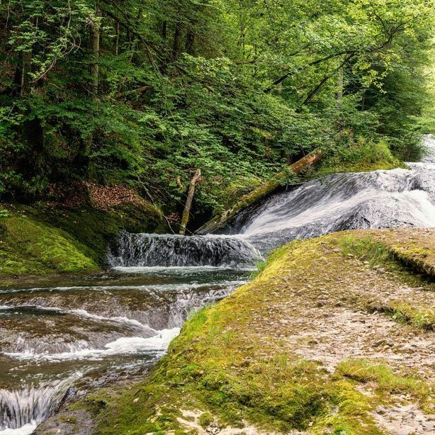 Allgäuer Dschungel-Feeling