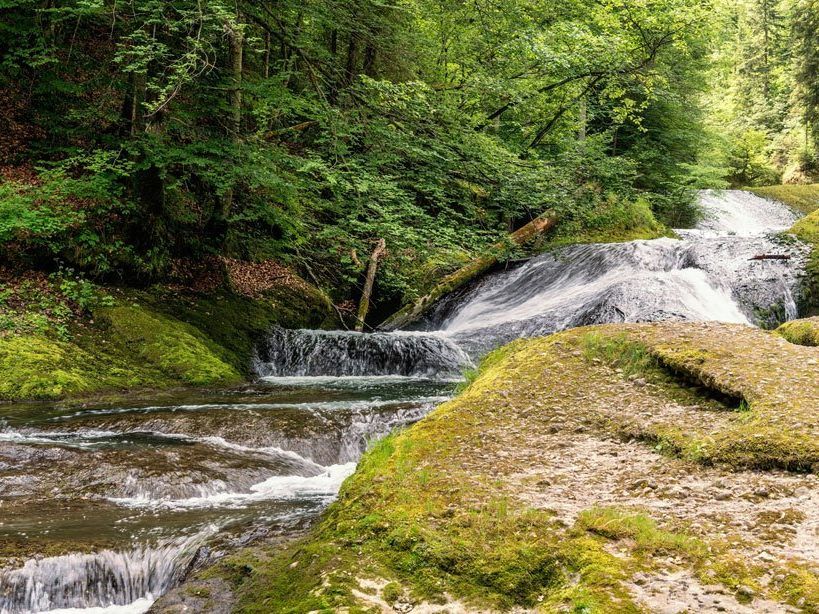 Allgäuer Dschungel-Feeling