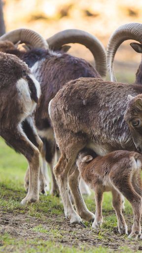 Mufflonwidder erkennt man an den geschwungenen Hörnern