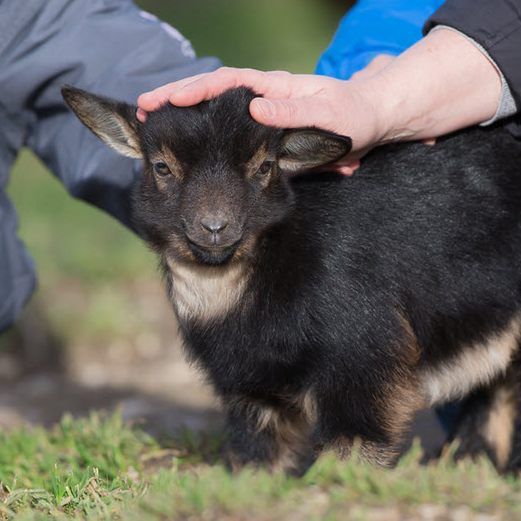 Im Streichelzoo lassen sich die Tiere hautnah erleben