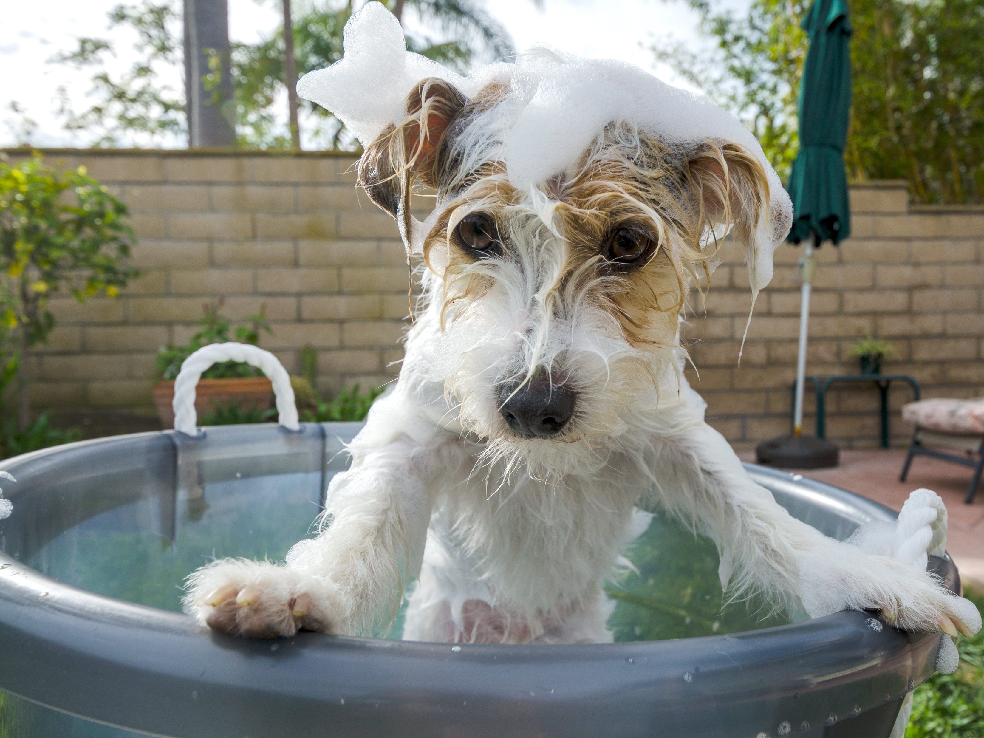 Der 1. Hunde-Waschtag Wiens findet am 11. August statt.