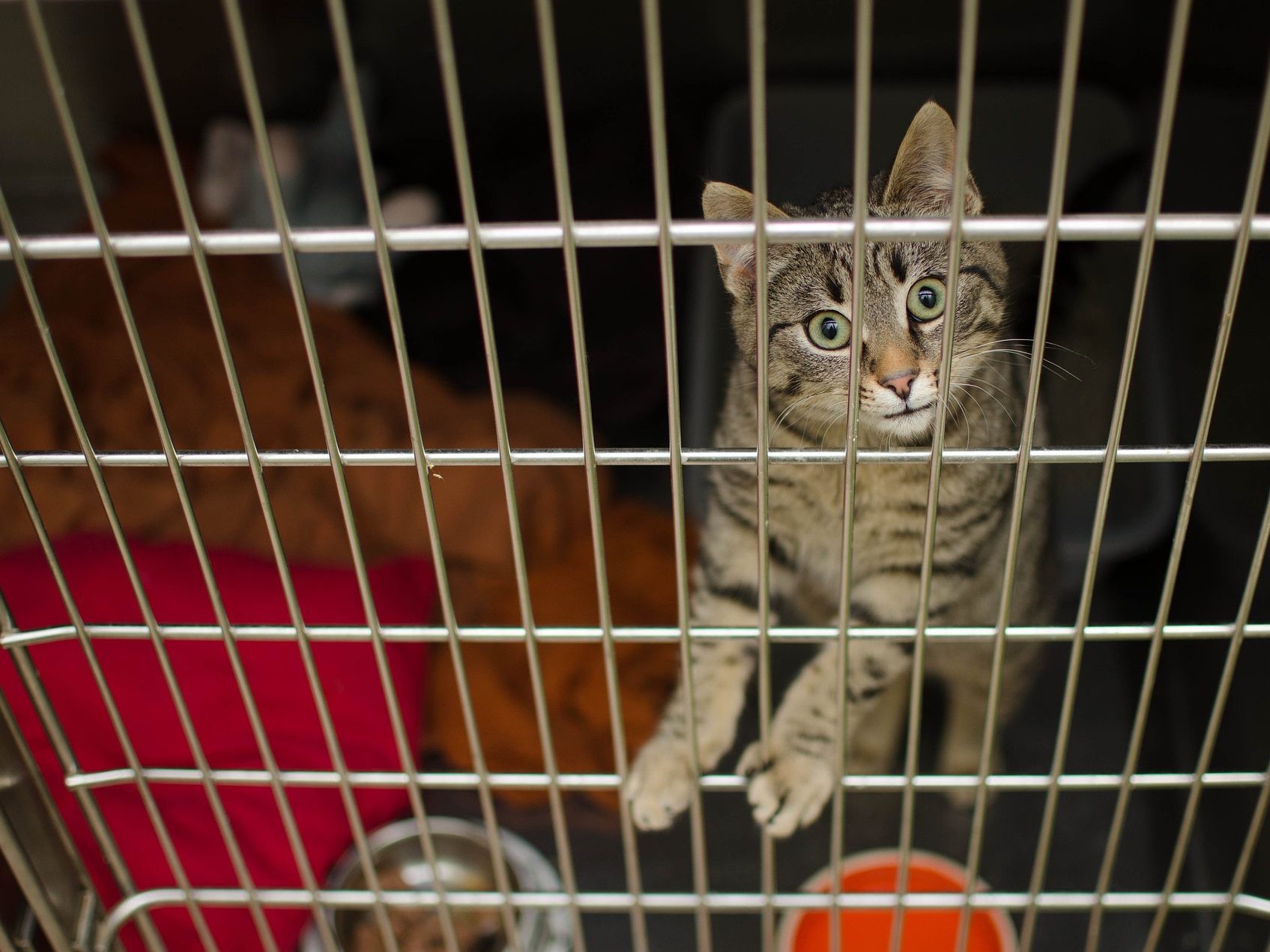 Der Wiener Tierschutzverein sucht nach dem Herrchen einer Katze (Symbolbild).