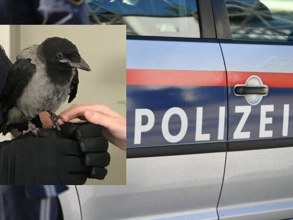 Nach den Krähenattacken wurde in Wien-Neubau ein aus dem Nest gefallener Vogel geborgen. Nach den Krähenattacken wurde in Wien-Neubau ein aus dem Nest gefallener Vogel geborgen.