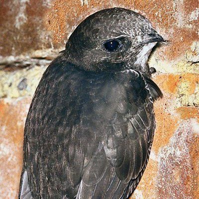 Mauersegler können in Wiens Gemeindebauen nisten.