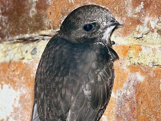 Mauersegler können in Wiens Gemeindebauen nisten.