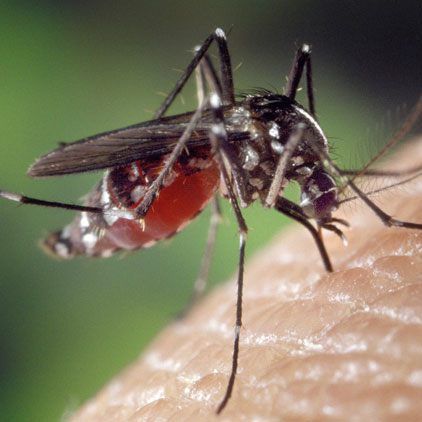 Nicht kratzen, wenn eine Mücke zugestochen hat.