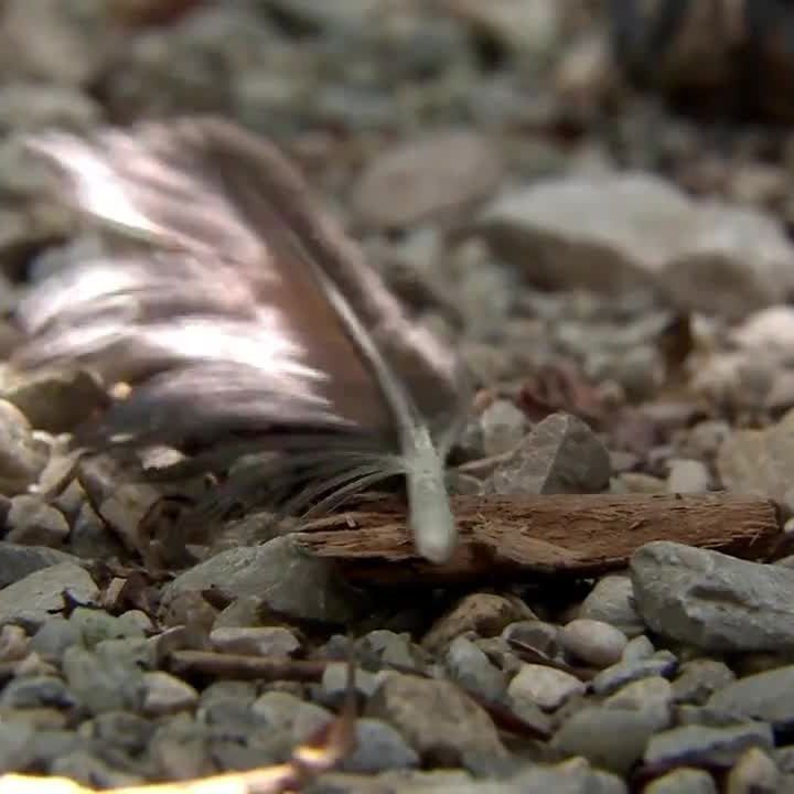 Eine kleine Krähe fiel zwei Jugendlichen zum Opfer