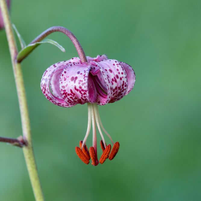 Der Türkenbund gehört zur einzigartigen Alpen-Flora auf dem Hahnenkopf