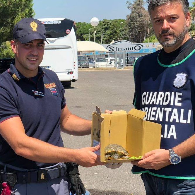 Die italienischen Polizisten mit der geretteten Schildkröte.