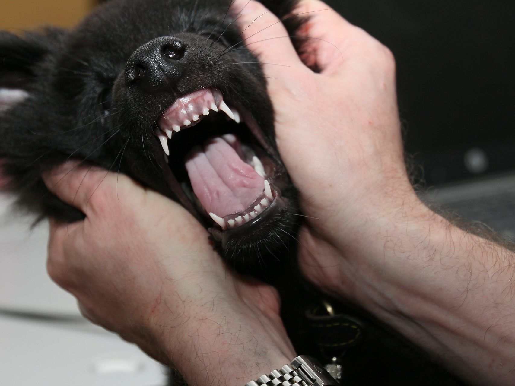 Der Hund biss die Polizistin in den Unterschenkel. Der Hund biss die Polizistin in den Unterschenkel.