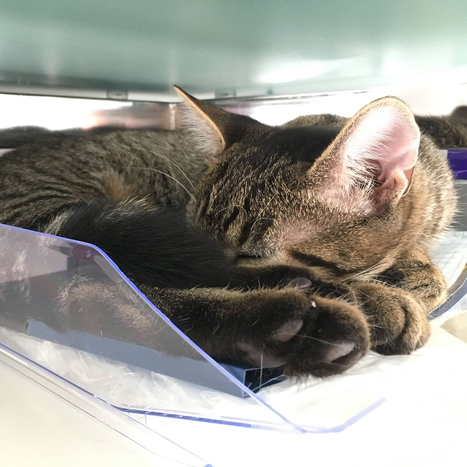 Heute ist Weltkatzentag. Der Hashtag #WorldCatDay steht auf Twitter hoch im Kurs.