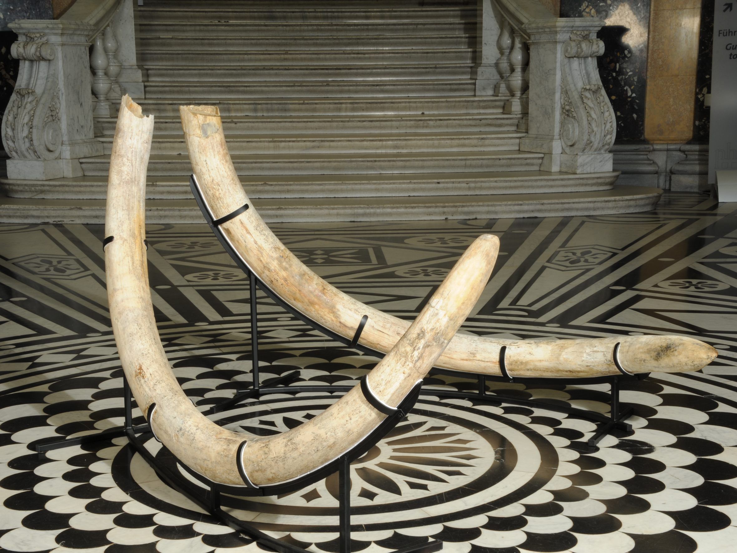 Besucher können am Sonntag im NHM die Mammut-Stoßzähne bewundern. Besucher können am Sonntag im NHM die Mammut-Stoßzähne bewundern.