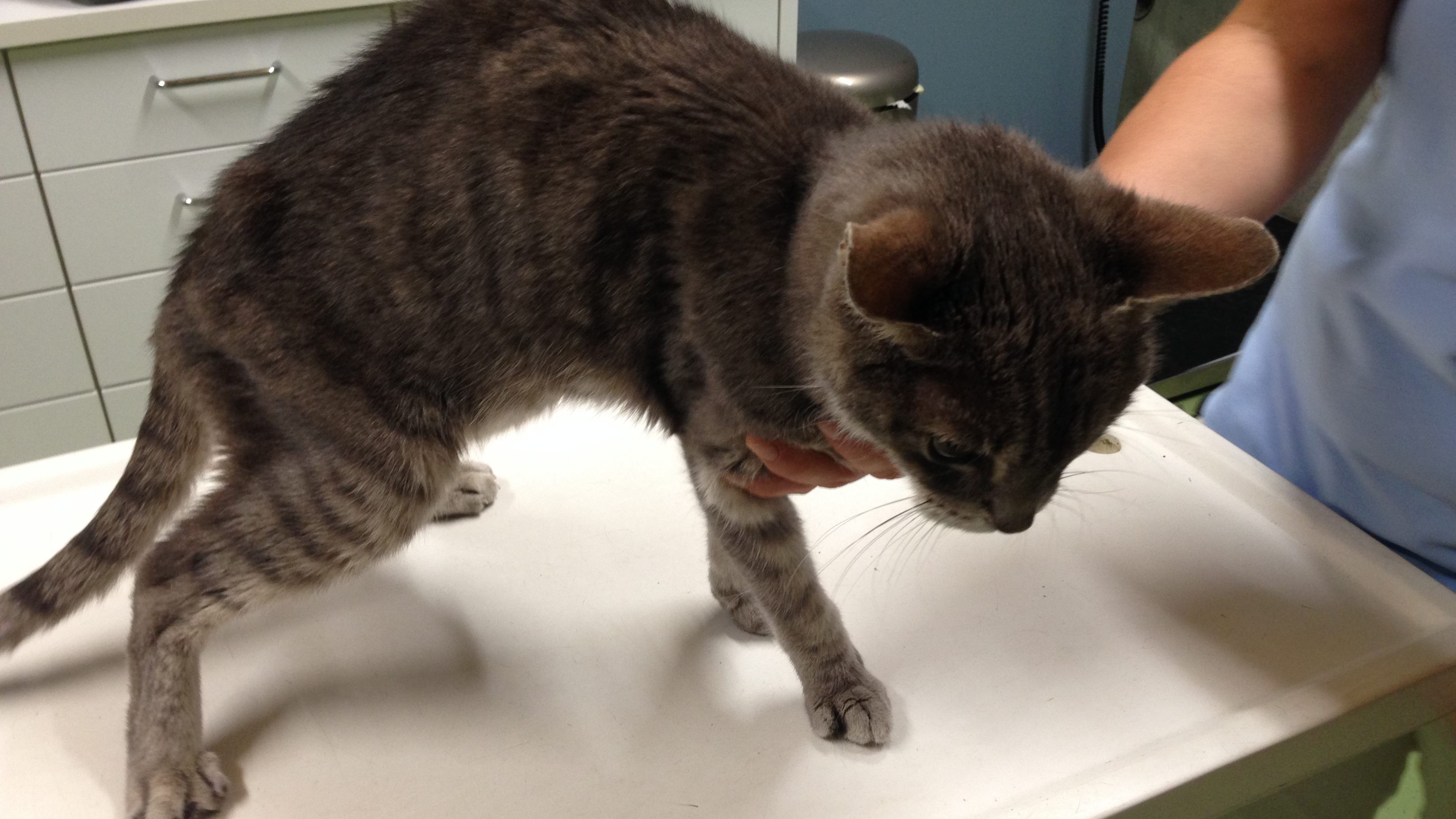 Kastrierter Kater in der Tierklinik Rankweil abgegeben Tierecke VOL.AT