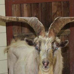 Ziegenbock "Gandalf" wurde am örtlichen Friedhof betäubt und eingefangen.