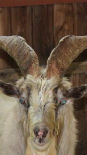 Ziegenbock "Gandalf" wurde am örtlichen Friedhof betäubt und eingefangen.