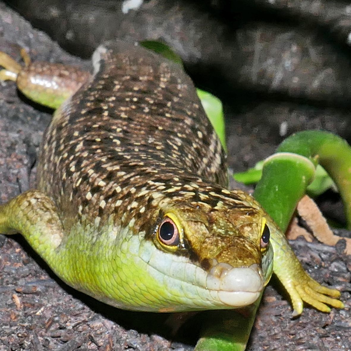 Die Echsen leben ausschließlich auf Bäumen.