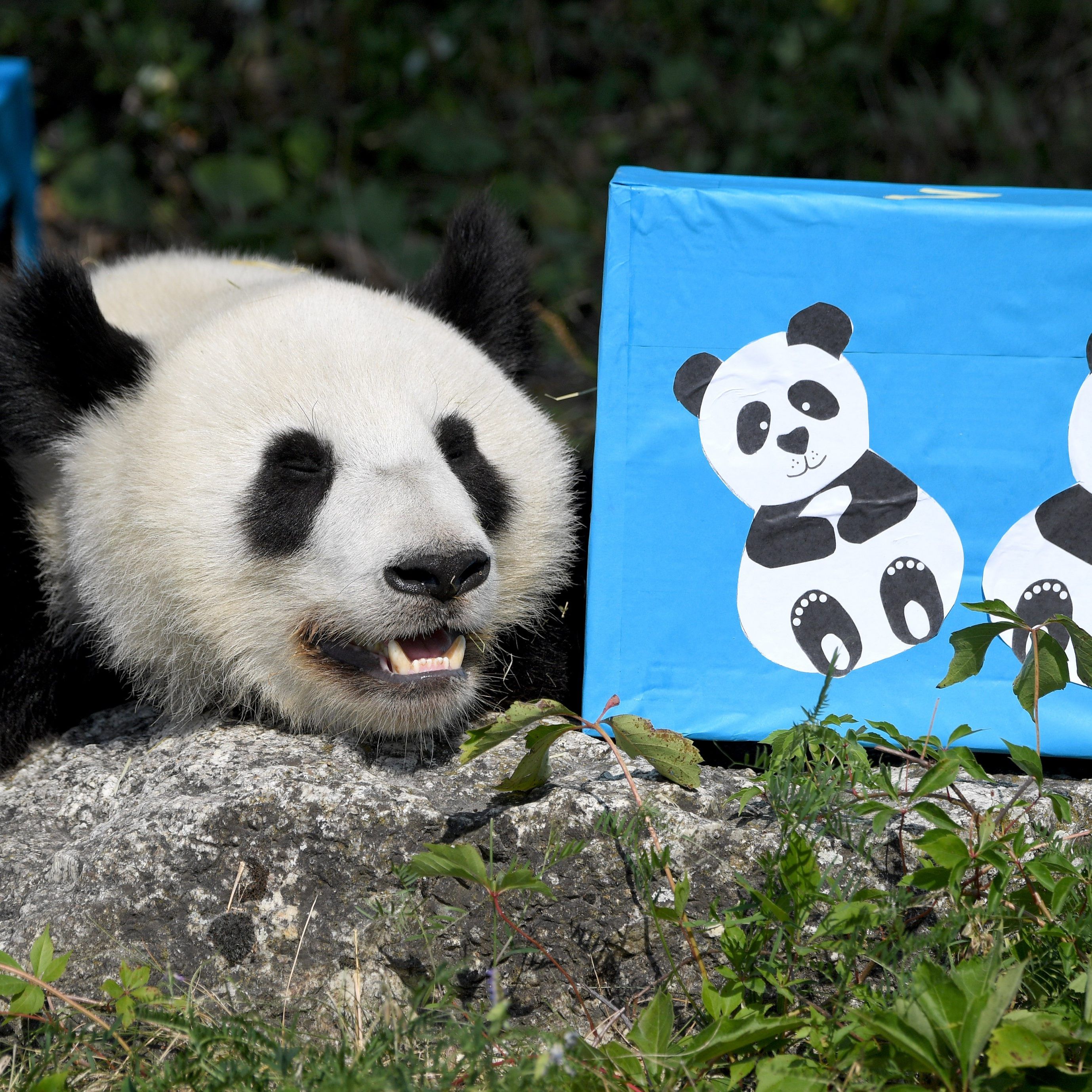 Die Wiener Panda-Zwillinge feierten in Schönbrunn ihren Geburtstag.