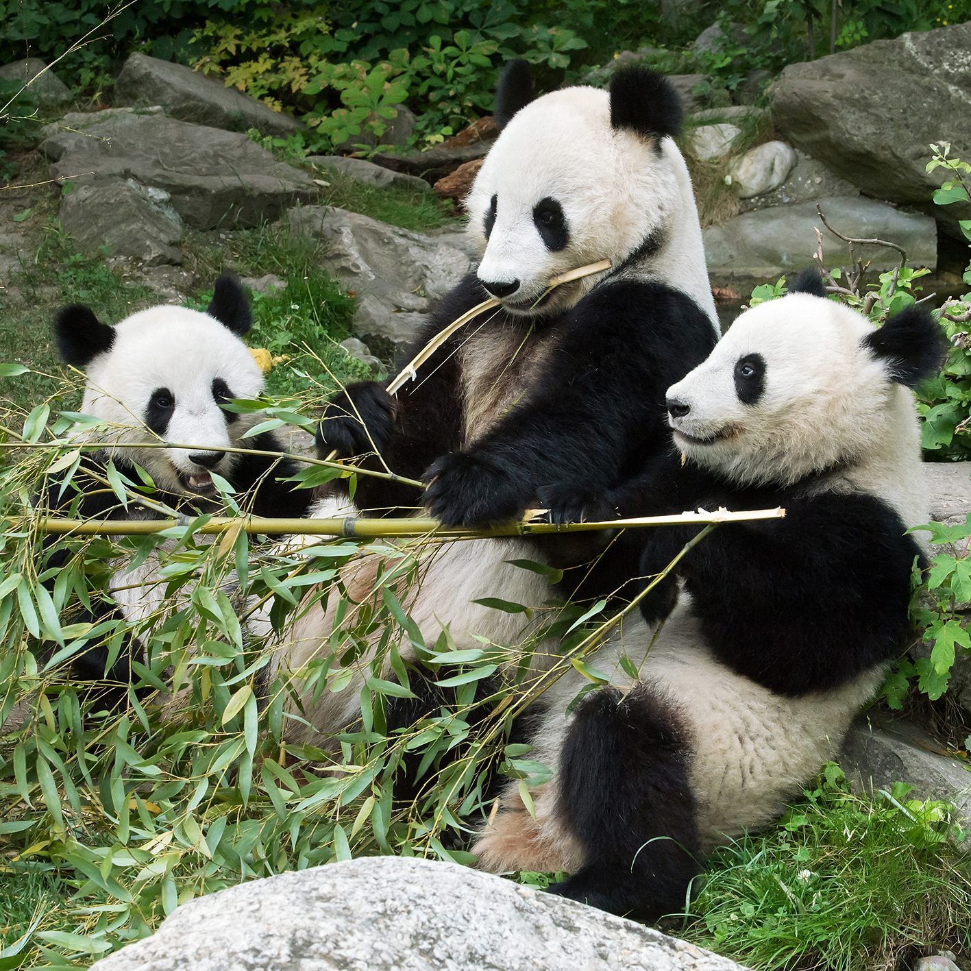 Gemeinsam mit Mama Yang Yang feiern die Panda-Zwillinge ihren zweiten Geburtstag.