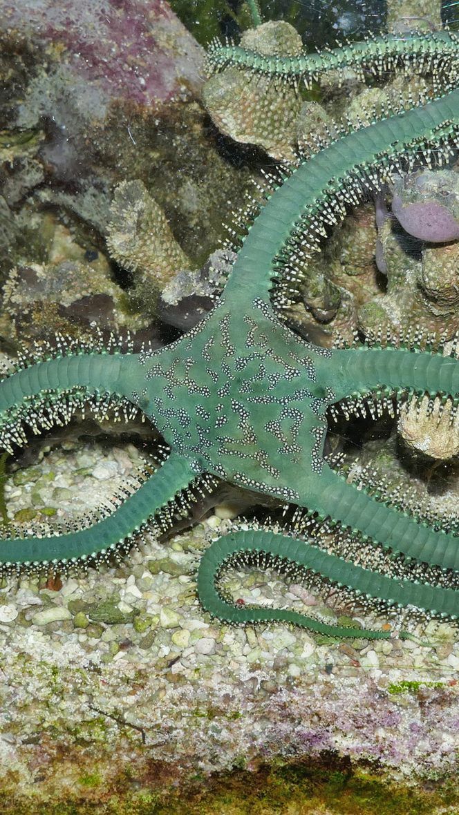 Die Verwandten des Seesterns sind im dritten Stock ausgestellt.