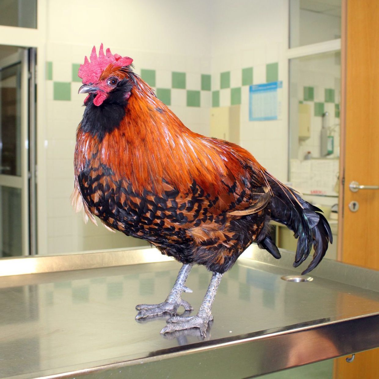 Der junge Hahn wartet im Wiener Tierschutzverein auf seinen Besitzer.