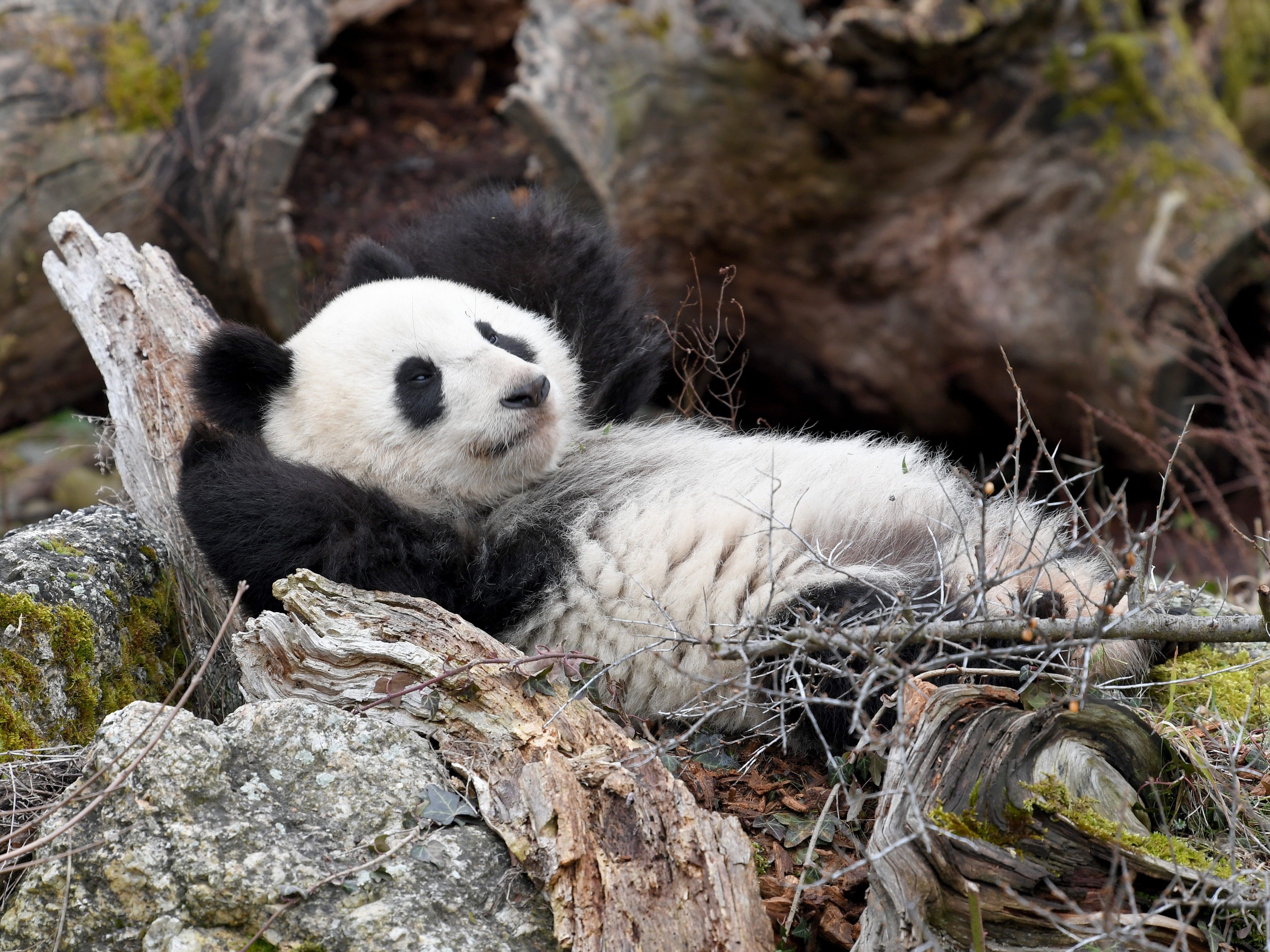 Am 31. August können Panda, Eisbär & Co. bei freiem Eintritt besucht werden. Am 31. August können Panda, Eisbär & Co. bei freiem Eintritt besucht werden.