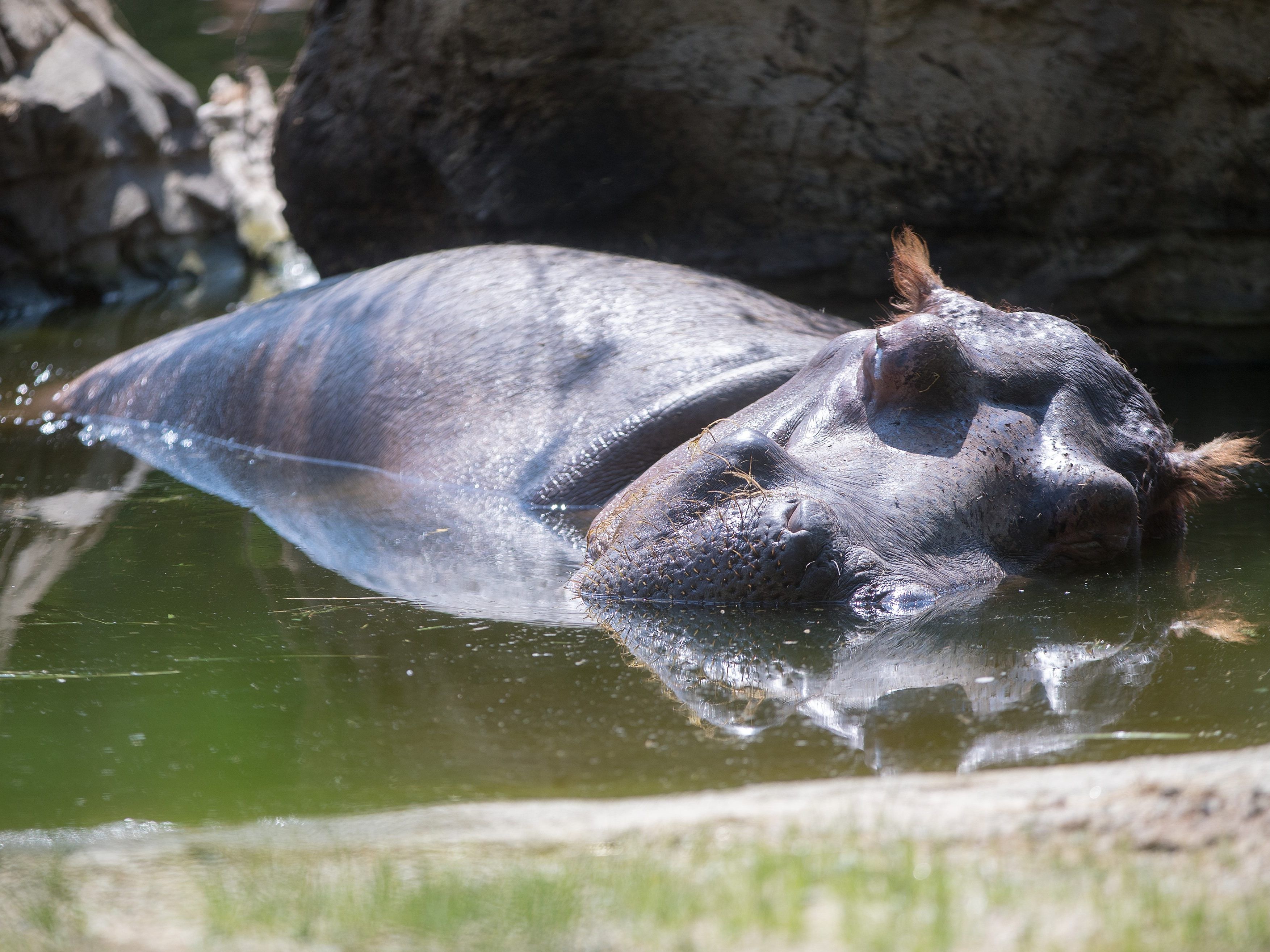 Abtauchen ist bei der Hitze bei vielen Tieren beliebt.