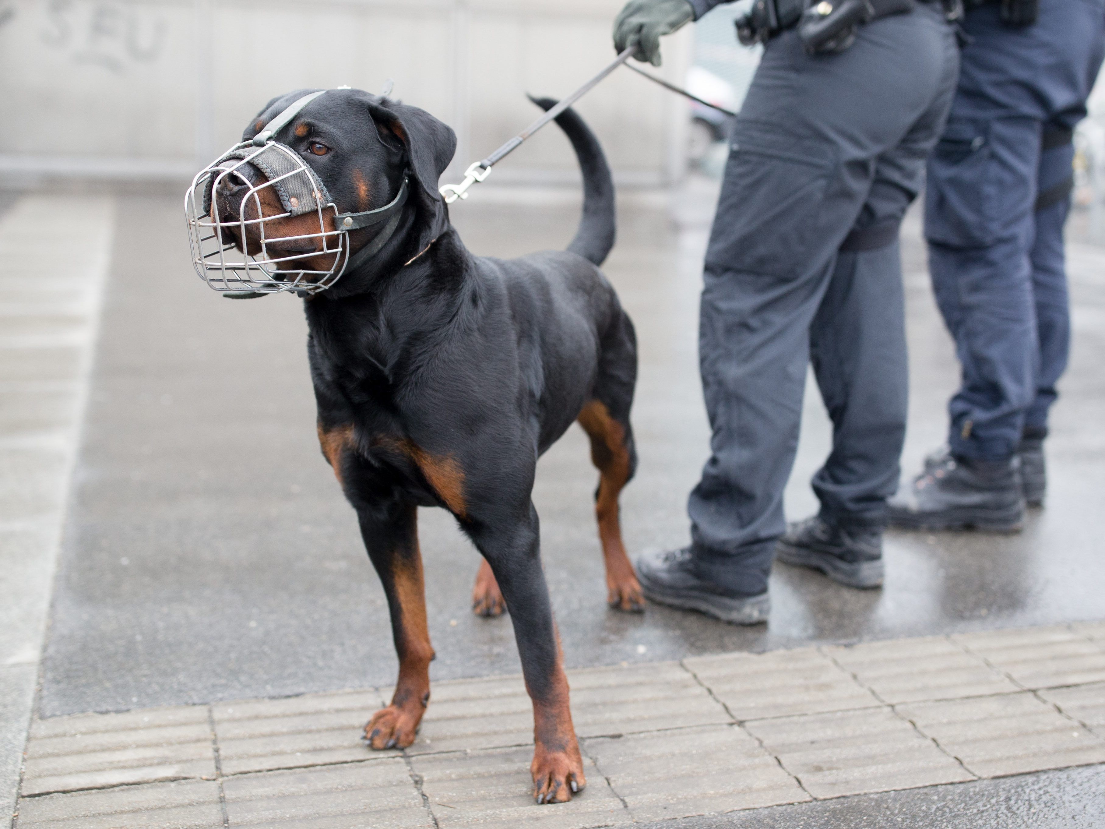 Die Spürhunde hatten gestern am Praterstern den richtigen Riecher.