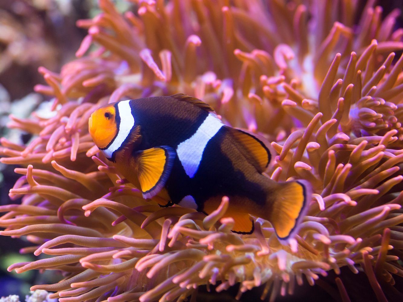 Findet Nemo