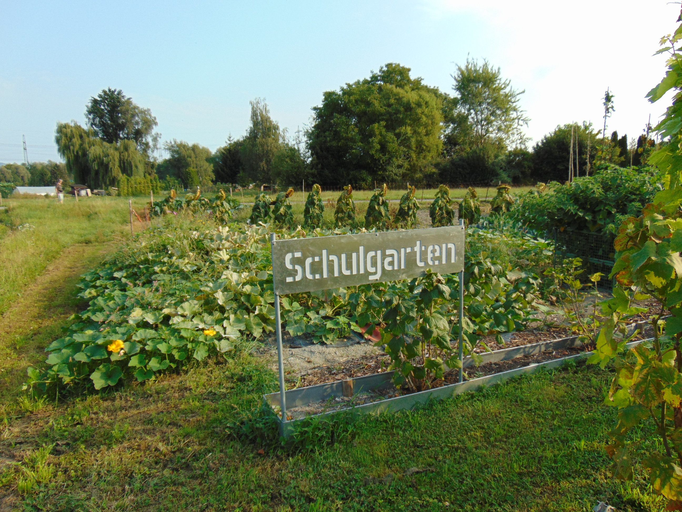 Der Schulgarten beim OGV Schopf in Altach