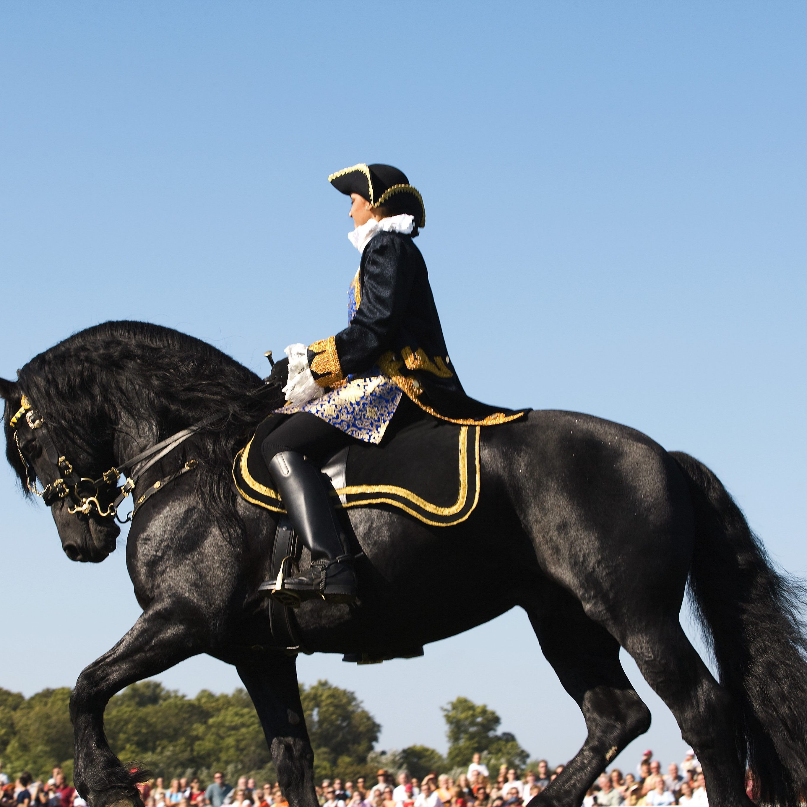 Das große Pferdefest findet Anfang September im Schloss Hof statt.