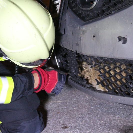 Der Hase wurde von der Feuerwehr befreit.