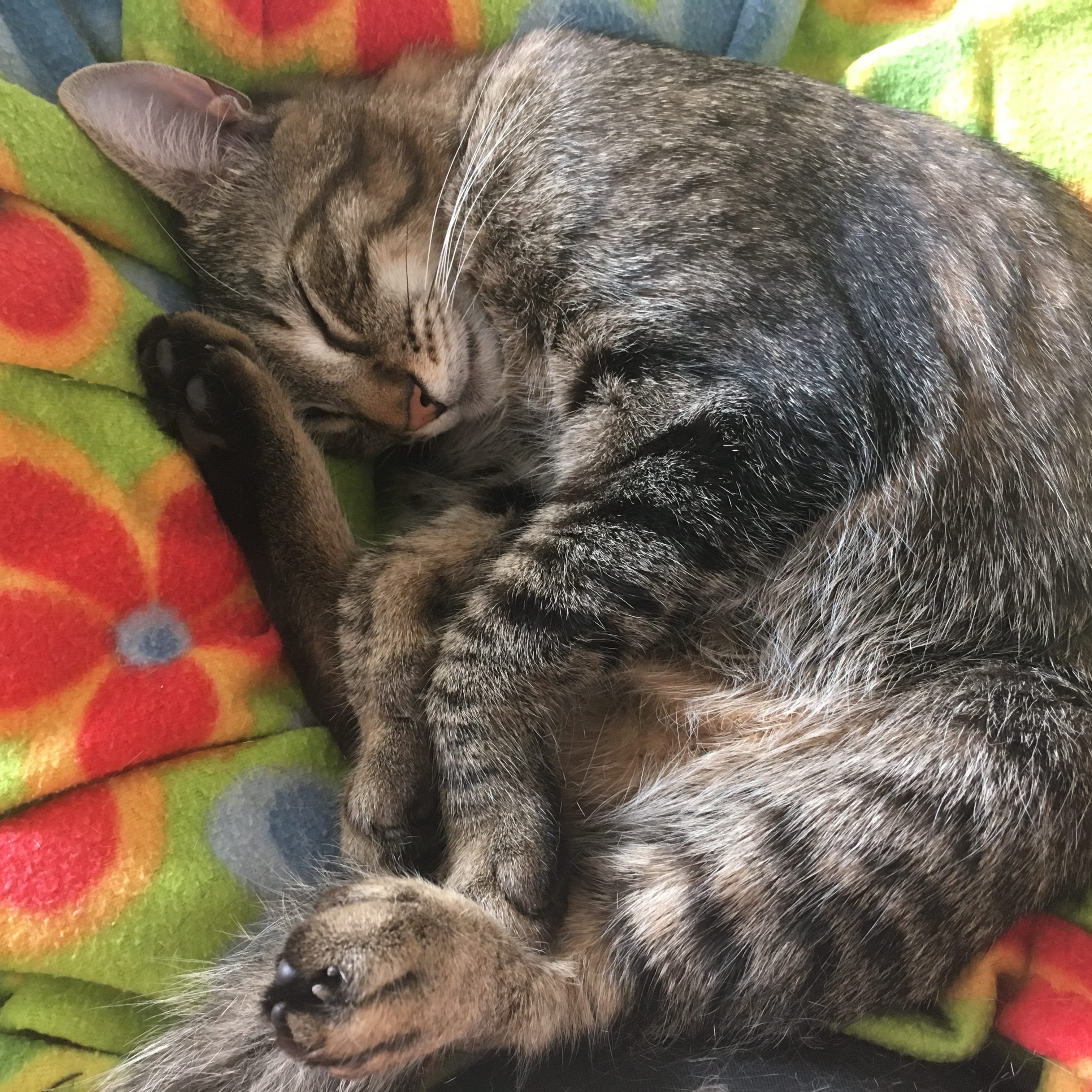 Die Katze ist das beliebteste Haustier der Österreicher.