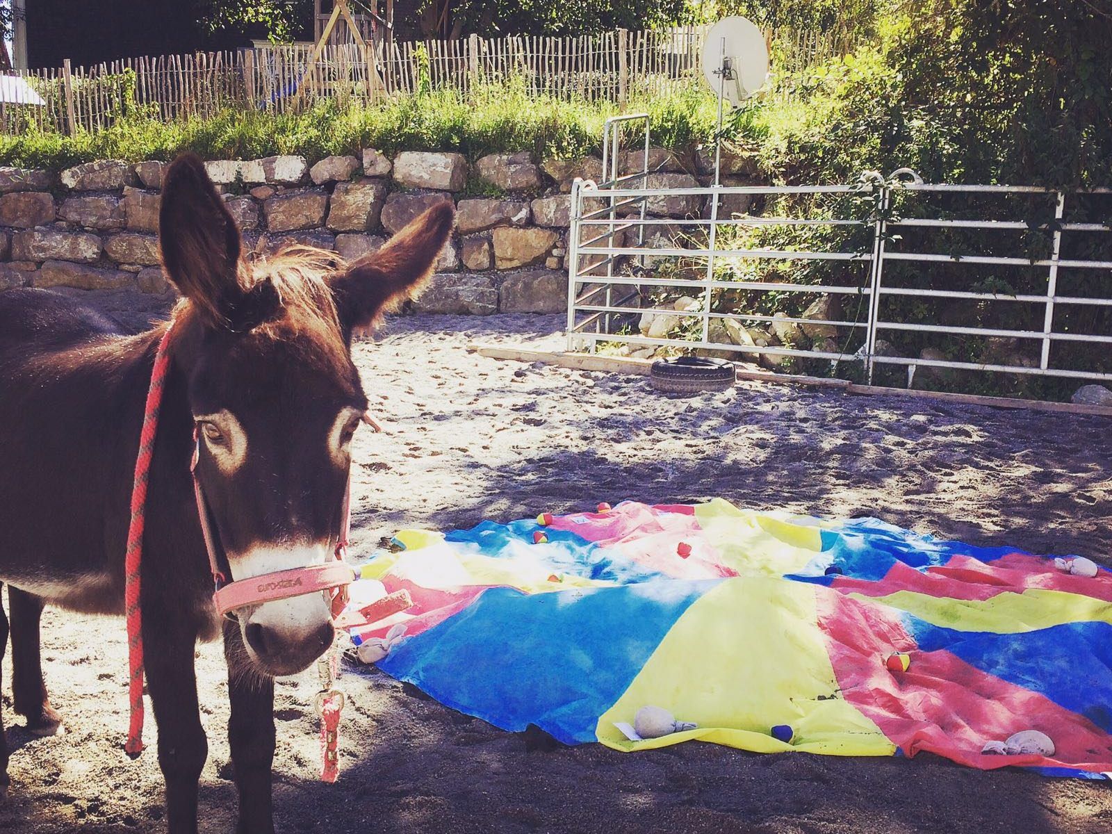 LernEsel Cleo im Einsatz